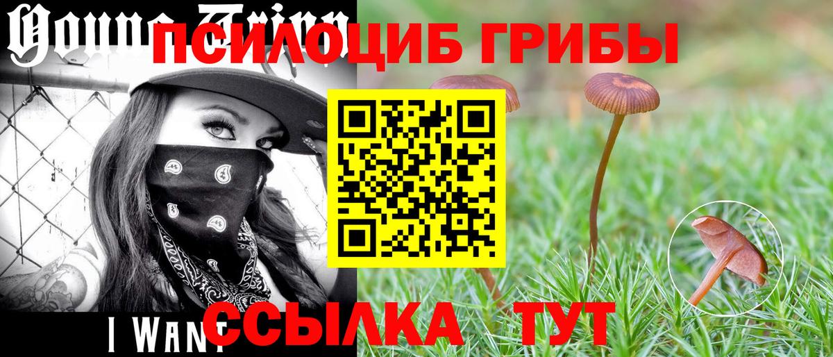 Псилоцибиновые грибы MAGIC MUSHROOMS  купить наркоту  Кашира  Вход с VPN 